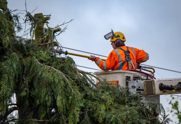 Best Storm Damage Tree Cleanup  in Pulaski, NY