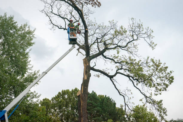 Best Hedge Trimming  in Pulaski, NY