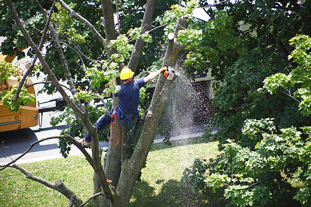 Seasonal Cleanup (Spring/Fall) in Pulaski, NY