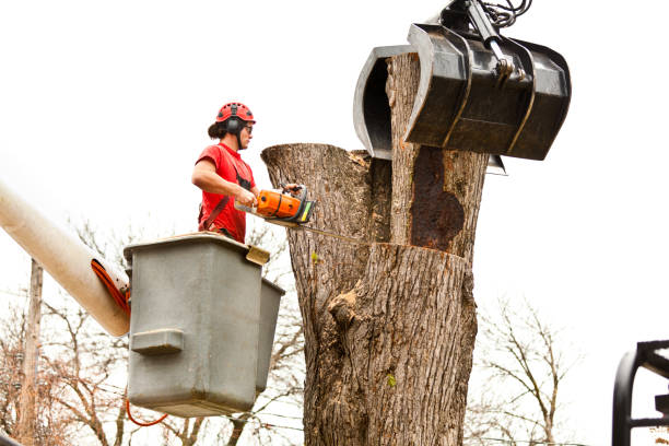 Best Tree and Shrub Care  in Pulaski, NY