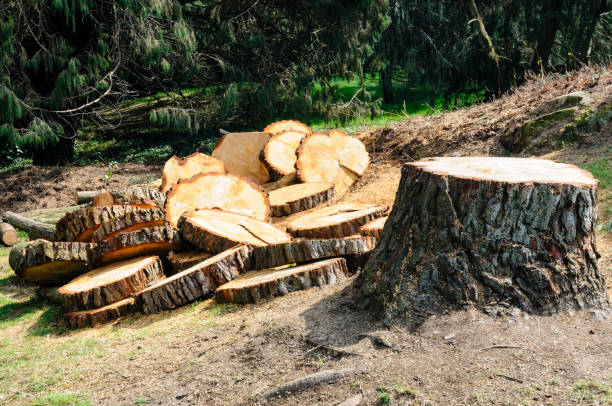 Reliable Pulaski, NY Tree Removal Services Solutions